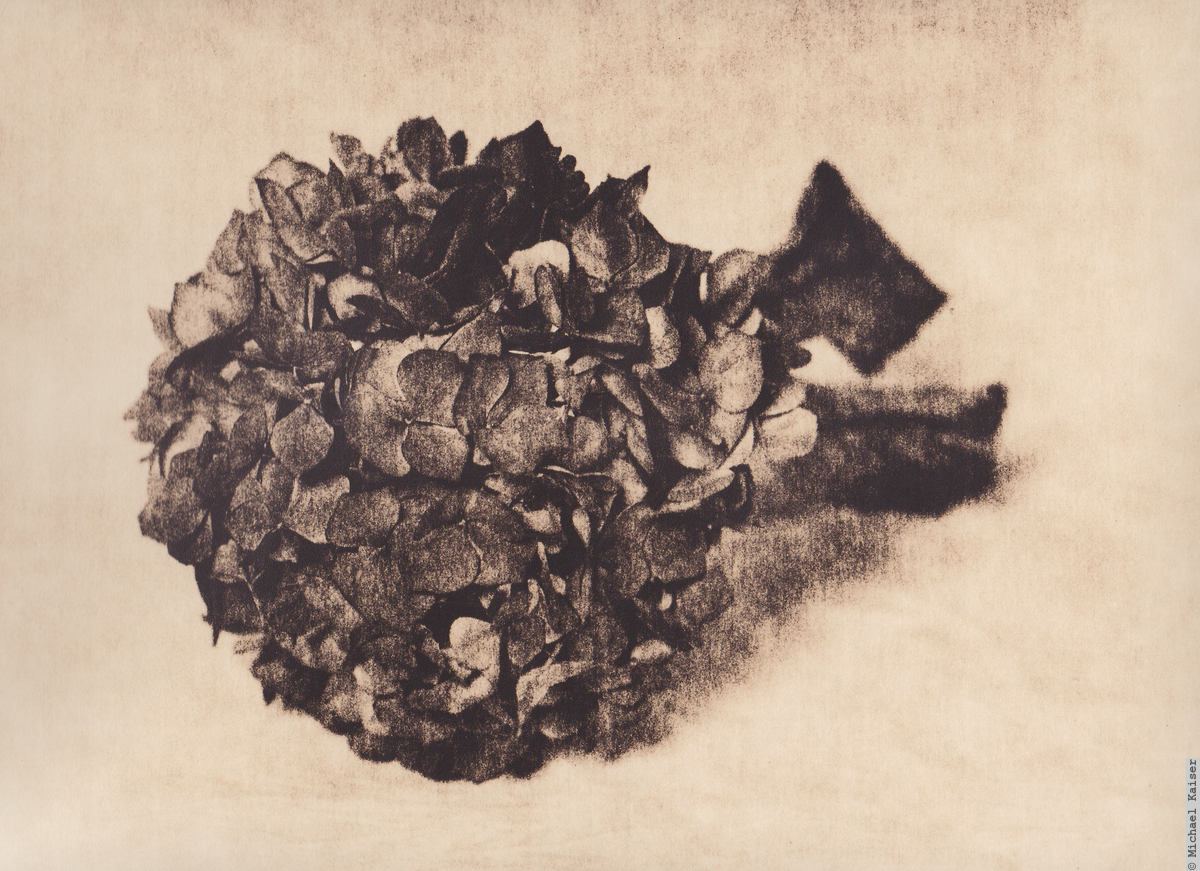 Kok 1200 Dry flowers from our garden